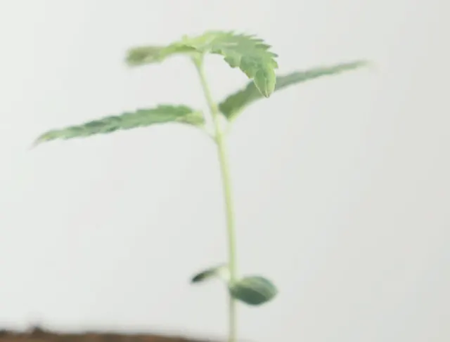 Explore the advantages and challenges of indoor and outdoor cannabis growing, from climate control to the risk of pests and weather.
